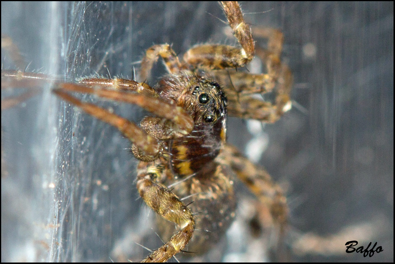 Pardosa sp.